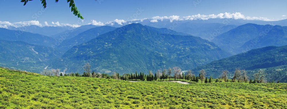 TEMI TEA GARDEN