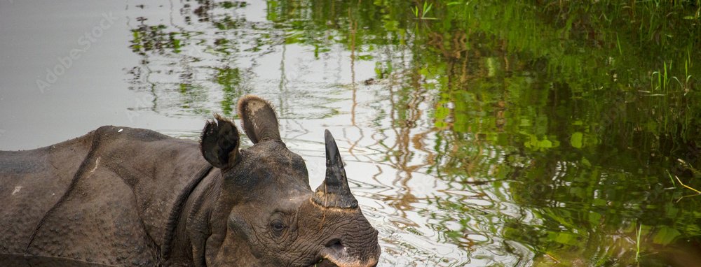 Rhino Of Dooars