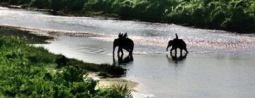 Elephants Crossing The River