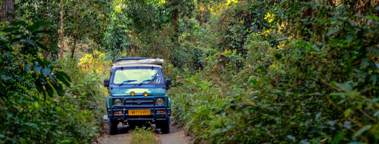 Jungle Safari